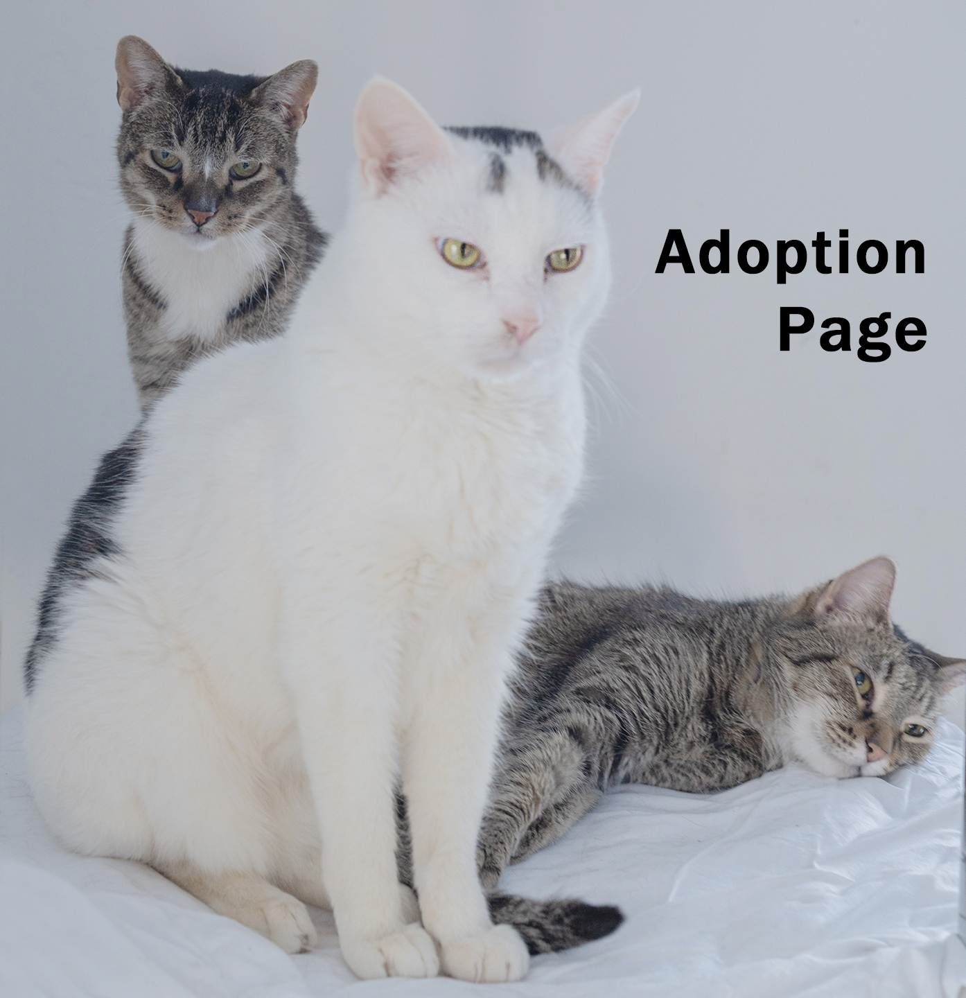 Boo Milhouse Princess TOP CAT SANCTUARY  Cat Photo.jpg